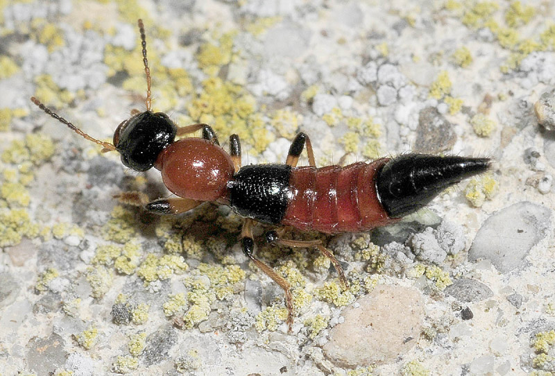 Staphylinidae: Paederus baudii